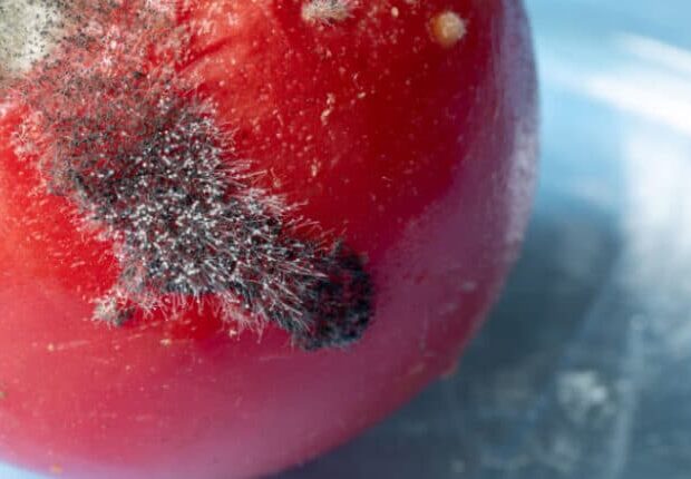 image-aspergillus-fumigatus