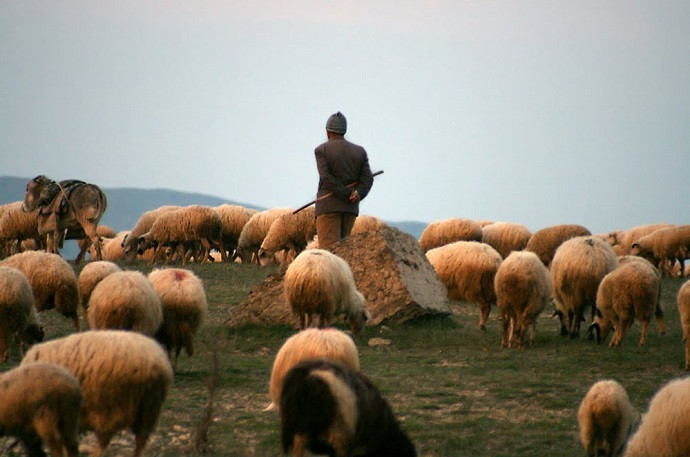 İsmayıllıda yük maşını çobanı vurdu, onlarla qoyun tələf oldu