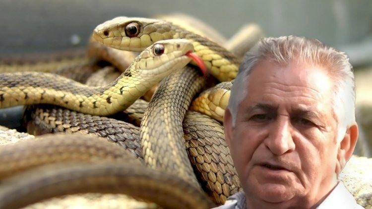 Ölkədə güclü ilan hücumu başladı – ƏHALİYƏ XƏBƏRDARLIQ: “Bu səhvi ƏSLA ETMƏYİN”