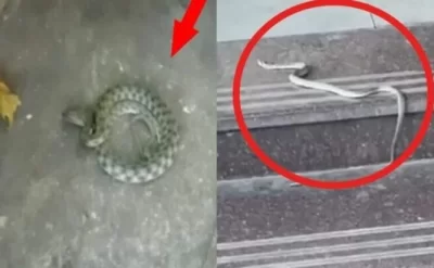 Yay kabusu başladı: