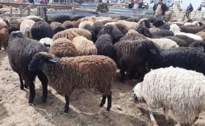 Heyvandan insana keçən daha bir xəstəlik – Azərbaycanda yayıla bilərdi