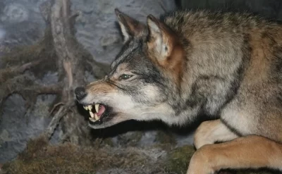 Cəlilabadda canavar hücumu: 40-a yaxın heyvan tələf oldu