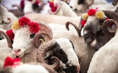 Qurban bayramı öncəsi heyvan bazarında qiymətlər – VİDEO