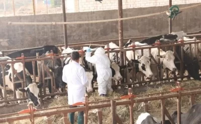 Azərbaycanda yenidən dabaq riski: Nazirlikdən RƏSMİ AÇIQLAMA