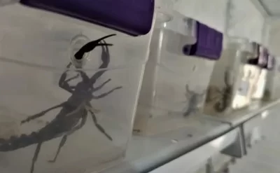 Dünyanın ən bahalı mayesi Azərbaycanda yalnız Naxçıvandadır: