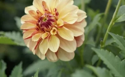 Latviyada "Bakı" adlı yeni "dahlia" sortu çiçəyi yaradılıb