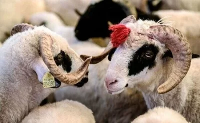 QMİ Qurban bayramı ilə bağlı fətva verdi