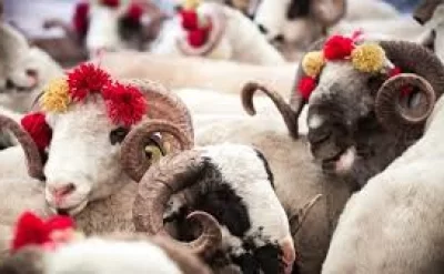 Qurban bayramında bunları etməyin! - XƏBƏRDARLIQ edildi!