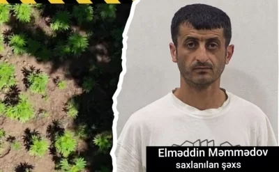 Milli Parkın ərazisində narkotik plantasiyası aşkarlandı