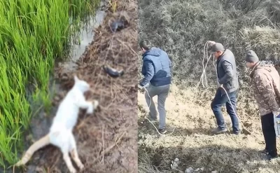 Zaqatalada əkin sahəsində kütləvi TƏLƏFAT: Suya elektrik cərəyanı verdilər