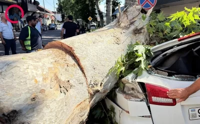 Göyçayda ağac maşının üzərinə aşdı – FOTOLAR