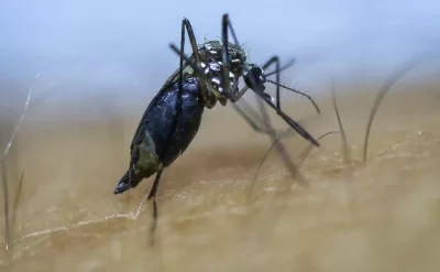 Ağcaqanadlar sizi daha çox dişləyir? Alimlər səbəbini açıqladı