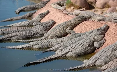Zooparkda dəhşət: