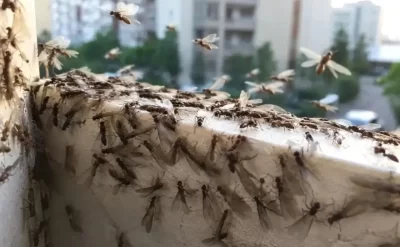Bakıda uçan qarışqalar niyə çoxalıb? –