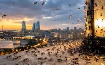 Bakını bürüyən uçan qarışqalar xəstəlik yayır?