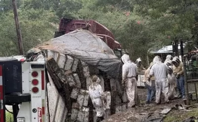 Texasda arı daşıyan yük maşını aşdı: Milyonlarla arı ətrafa yayıldı