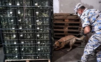 "Gül kələmi" yükündə 90 kq-dan çox marixuana aşkarlandı –