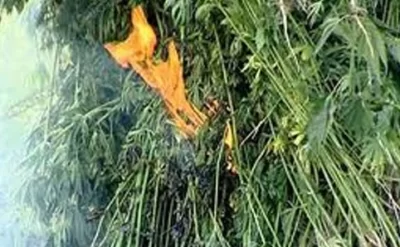 Qusarda narkotik vasitələr və psixotrop maddələr yandırıldı