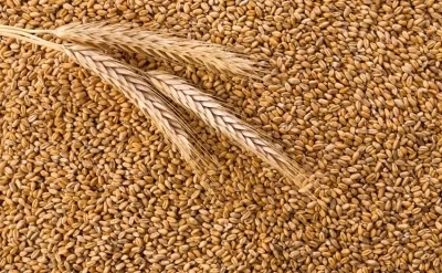 Dövlət Agentliyi yerli ərzaqlıq buğda ilə bağlı MƏLUMAT YAYDI
