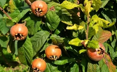 Bir vaxtlar hamının süfrəsində var idi - Nadir növü tapıldı