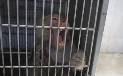 Qaçan meymun konteyner şəhərciyində panika yaratdı: