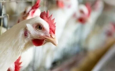 Azərbaycanın bu bölgəsində ev quşları kütləvi şəkildə tələf olur - Nə baş verir?