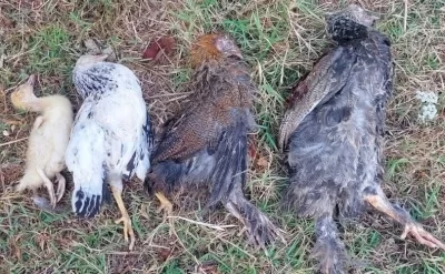 Cənubda ev quşları kütləvi tələf olur