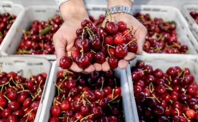 Rayonda gilas zibilliyə atılır, Bakıda isə “od qiymətinə” satılır