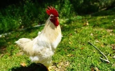Şəkidə lətifə kimi hadisə: