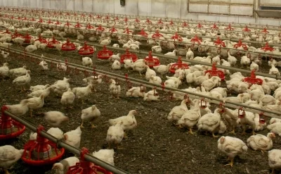 Avstraliyada quş qripi yayılır: Quşlar qapalı məkanlarda saxlanılacaq