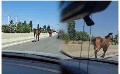 Bakıda magistralla qaçan cins atlar kimindir? -