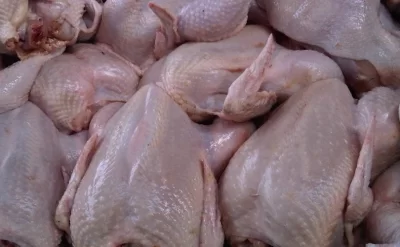 Toyuq əti istehsalında kəskin artım