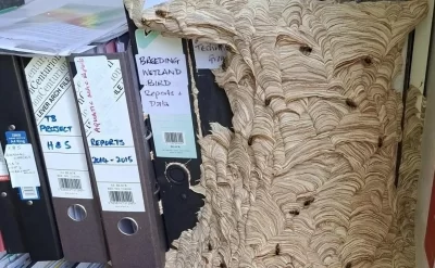 Eşşək arıları ofisi zəbt edib