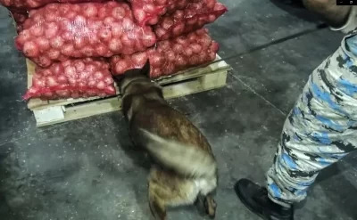 İrandan Rusiyaya aparılan marixuana Azərbaycanda saxlanılıb -