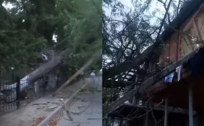 Uşaq bağçasının həyətindəki ağac binanın üstünə aşdı -