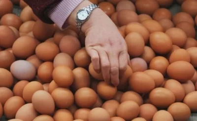 Sumqayıtda yumurta qıtlığı: Qiymət bahalaşacaq, yoxsa?