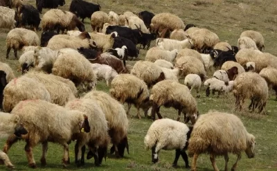 Dünyanın ən qədim heyvan fosillərindən biri Norveçdə tapılıb