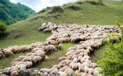 Fermer təsərrüfatları Kəlbəcərdən geri qayıdır