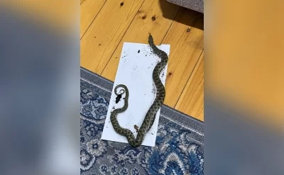 Siçan üçün qoyduqları tələyə ilan düşdü -