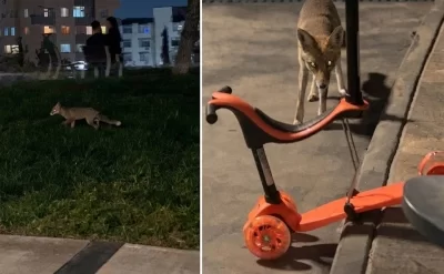 Bakının mərkəzində uşaqlara təhlükə –