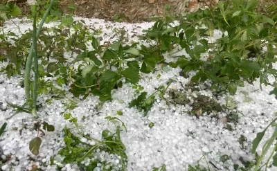 Zaqatalaya güclü leysan və dolu yağdı