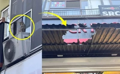 Pişiyi xilas etmək istəyən müəllim öldü – Anbaan video