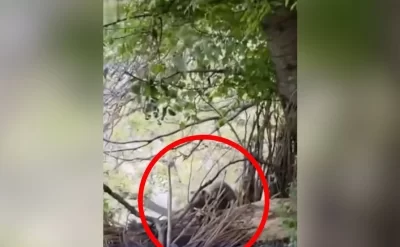 Ordubadda ayı sakinlərə hücum etdi -