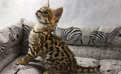 Azərbaycanda 17 min manata pişik satılır