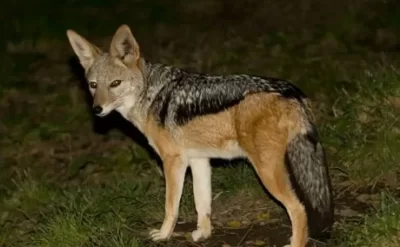 Şəkidə çaqqal 51 yaşlı qadına