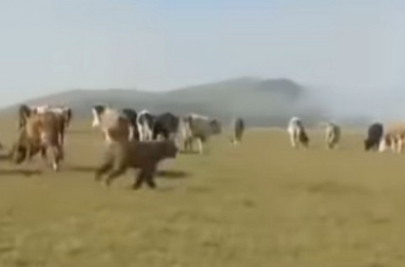 Laçında ayı inək naxırına hücum çəkdi – VİDEO