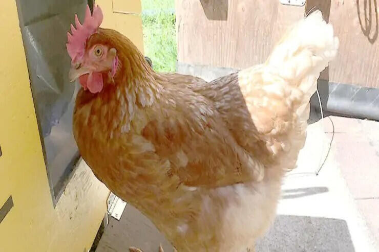 Ginnesin Rekordlar Kitabına düşən toyuq – VİDEO