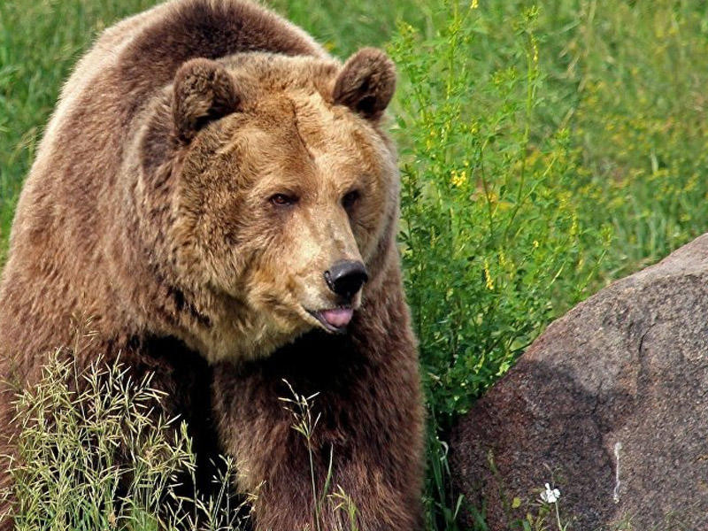 Məşhur müğənniyə ayı hücum edib,işçisi ağır yaralanıb – ŞOK VİDEO