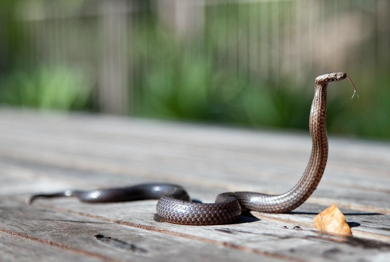 Bakıda bu ərazidə yerləşən evlərdən İLAN ÇIXIR – VİDEO 