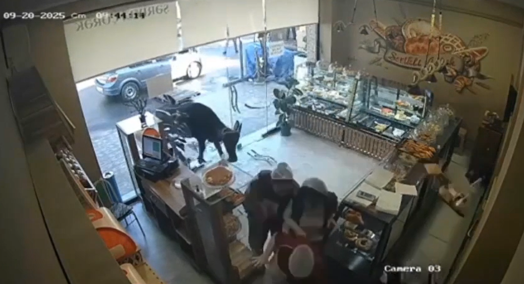 Gəncədə inək şirniyyat mağazasına hücum etdi, işçilər xəsarət aldı – VİDEO